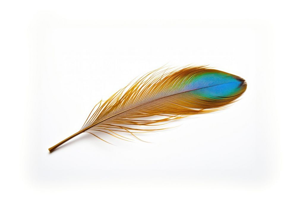 Peacock feather peacock bird white background. AI generated Image by rawpixel.