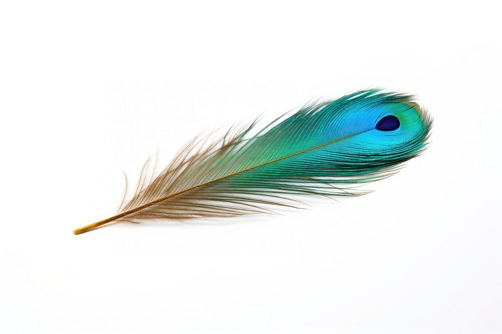 Peacock feather peacock jewelry animal. AI generated Image by rawpixel.