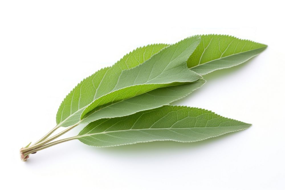 Sage leaf herb herbs plant white background. AI generated Image by rawpixel.