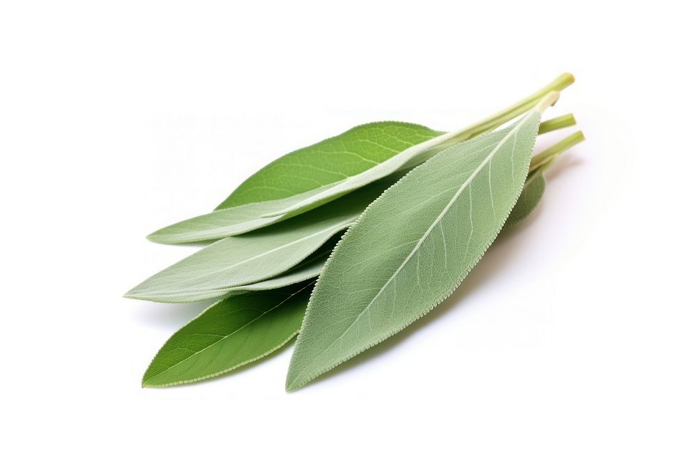Sage leaf herb herbs plant white background. AI generated Image by rawpixel.