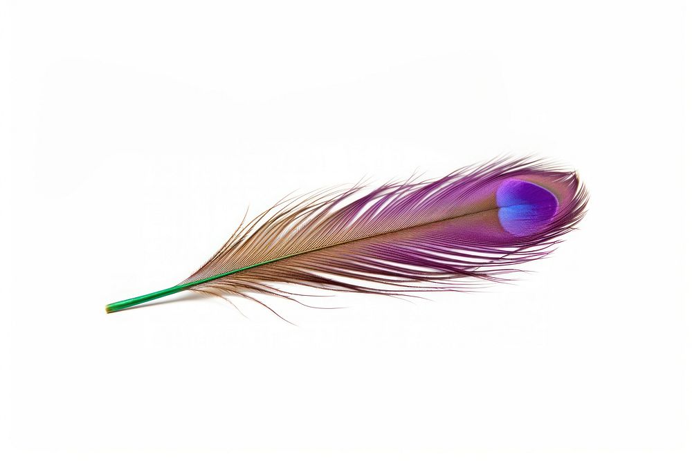 Peacock feather peacock violet white background. AI generated Image by rawpixel.