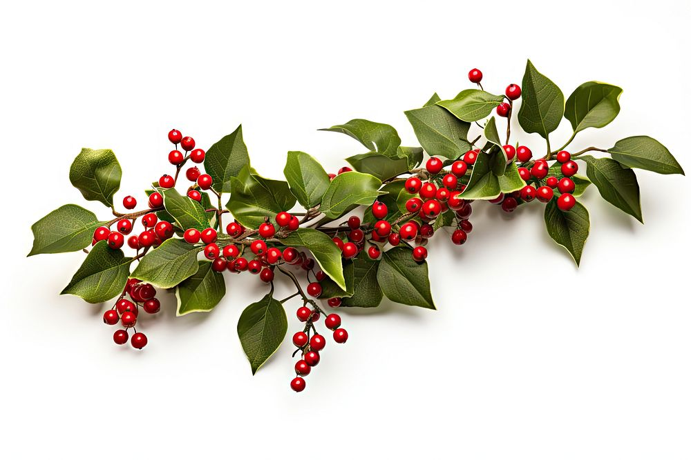 Mistletoe christmas cherry plant leaf. AI generated Image by rawpixel.
