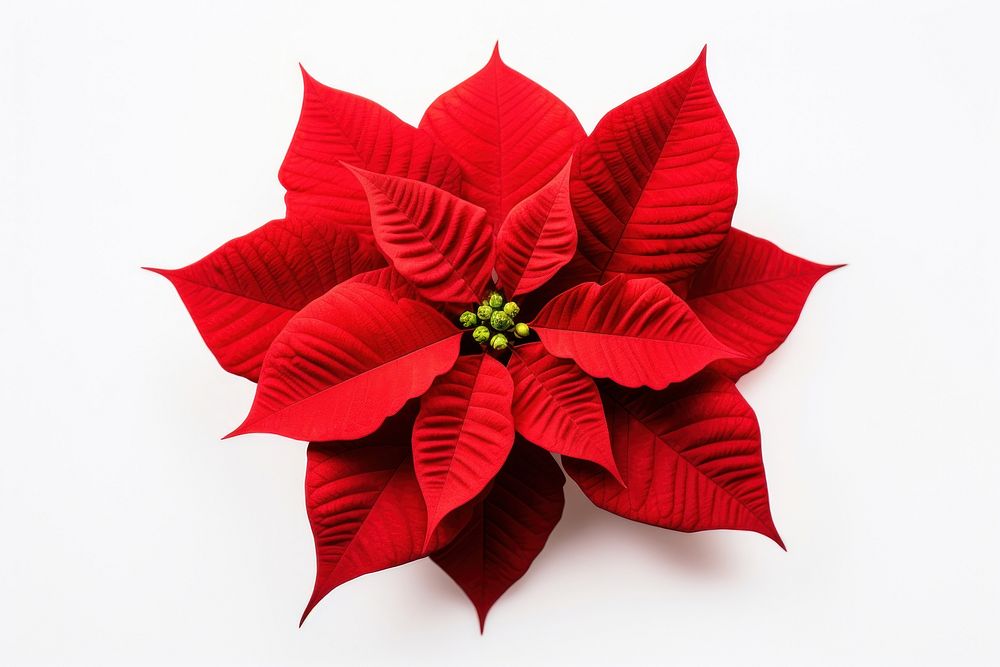 Poinsettias flower plant petal. | Free Photo - rawpixel