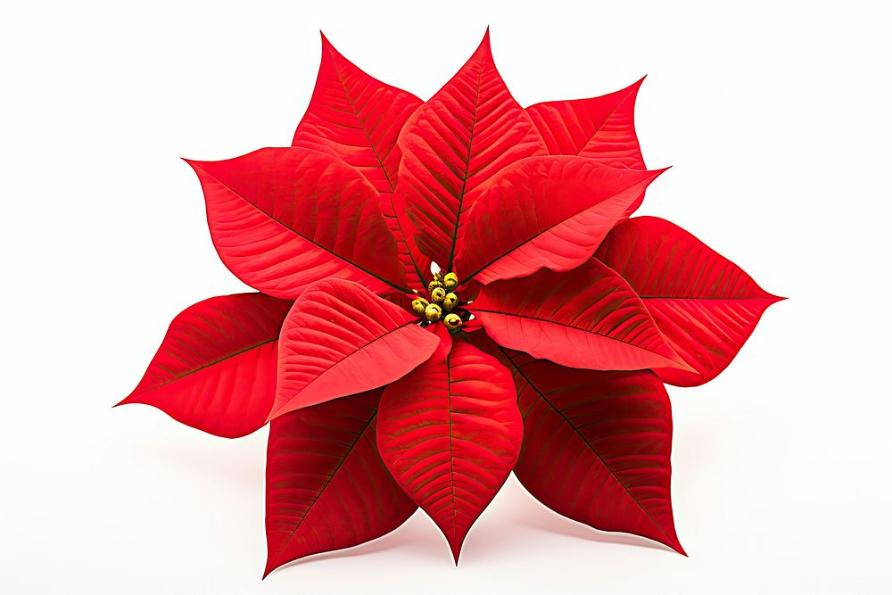 Poinsettias flower plant petal. AI generated Image by rawpixel.