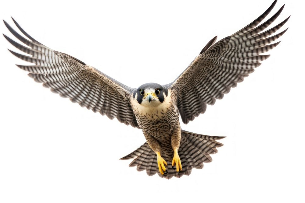Peregrine falcon in flight buzzard animal bird. AI generated Image by rawpixel.