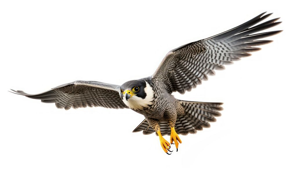 Peregrine falcon in flight buzzard animal bird. AI generated Image by rawpixel.