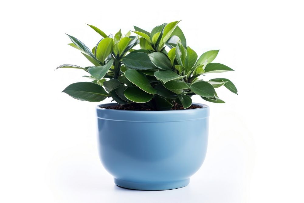 Plant pot leaf vase blue. AI generated Image by rawpixel.