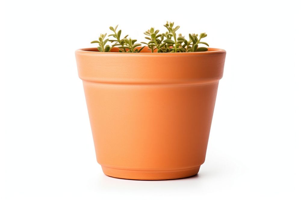 Plant pot white background houseplant terracotta. AI generated Image by rawpixel.