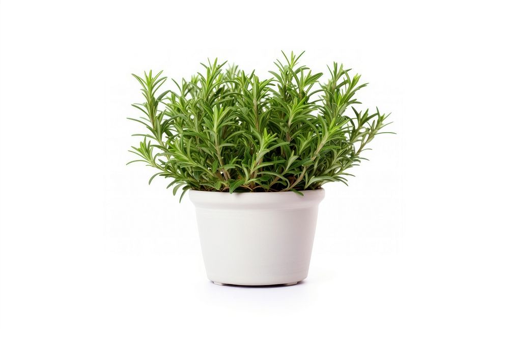 Rosemary plant flower herbs. AI generated Image by rawpixel.