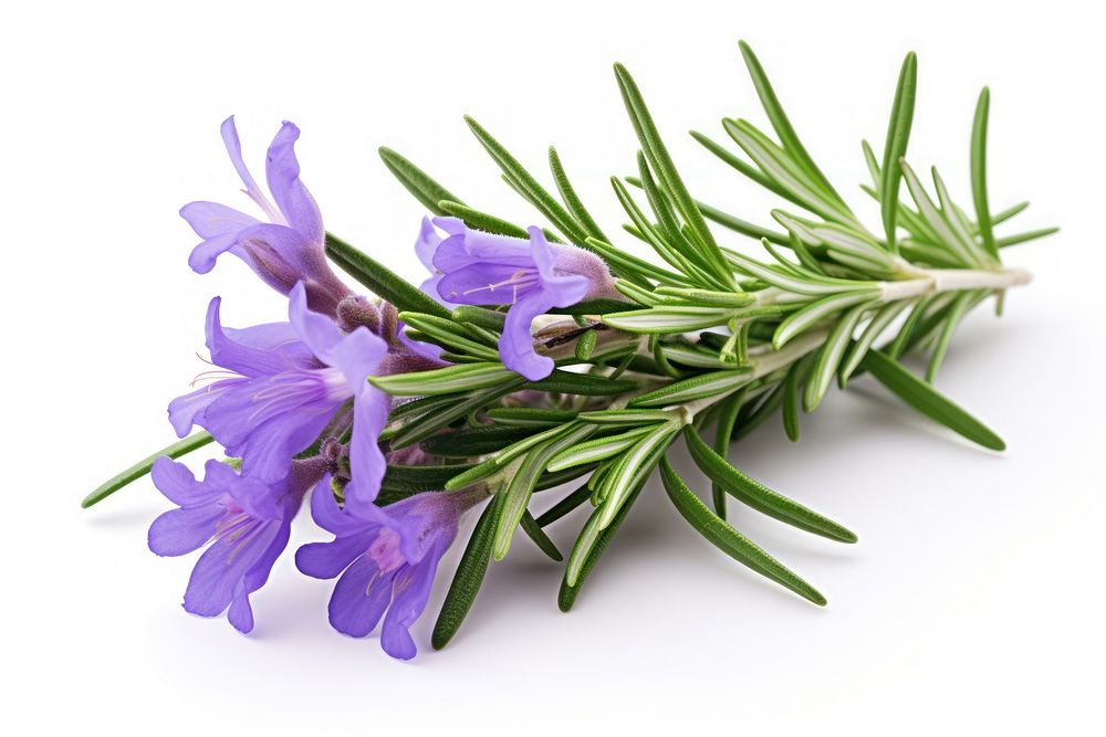 Rosemary flower lavender plant. AI generated Image by rawpixel.