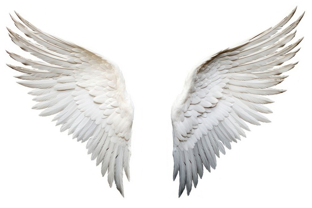 Wing png flying white bird. | Premium Photo - rawpixel