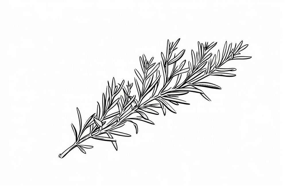 Rosemary drawing sketch plant. AI generated Image by rawpixel.