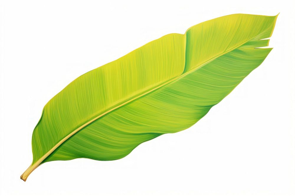 Banana leaf, plant illustration, design resource