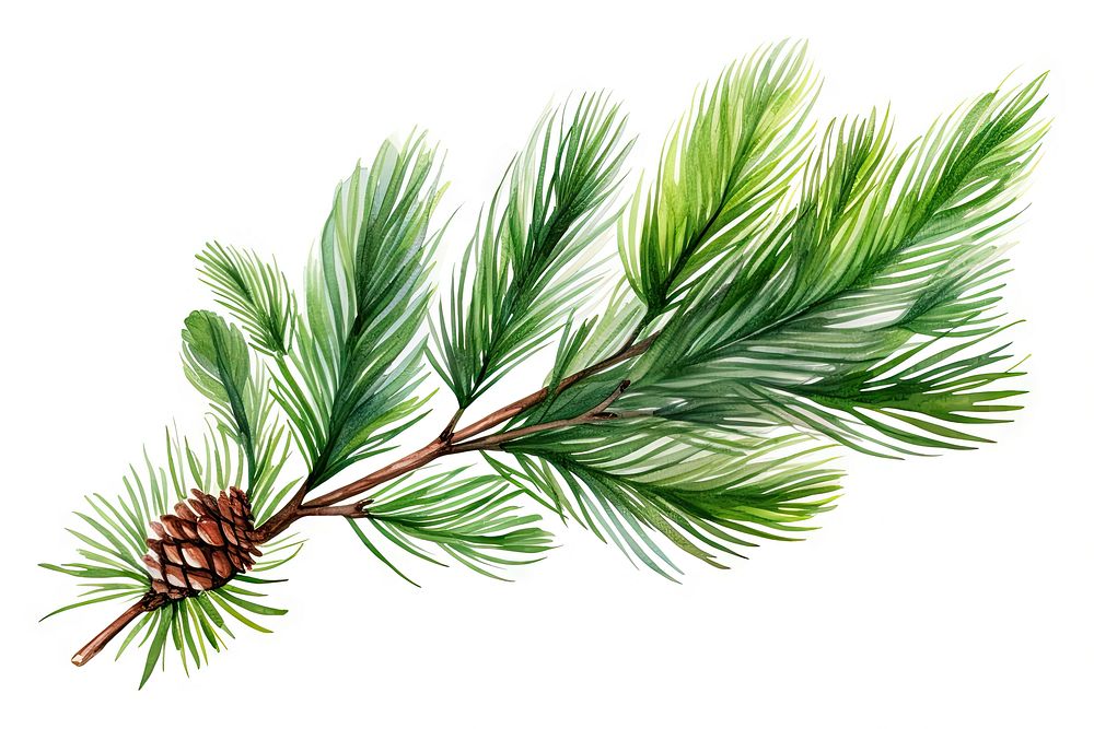Pine branch pine tree plant. AI generated Image by rawpixel.