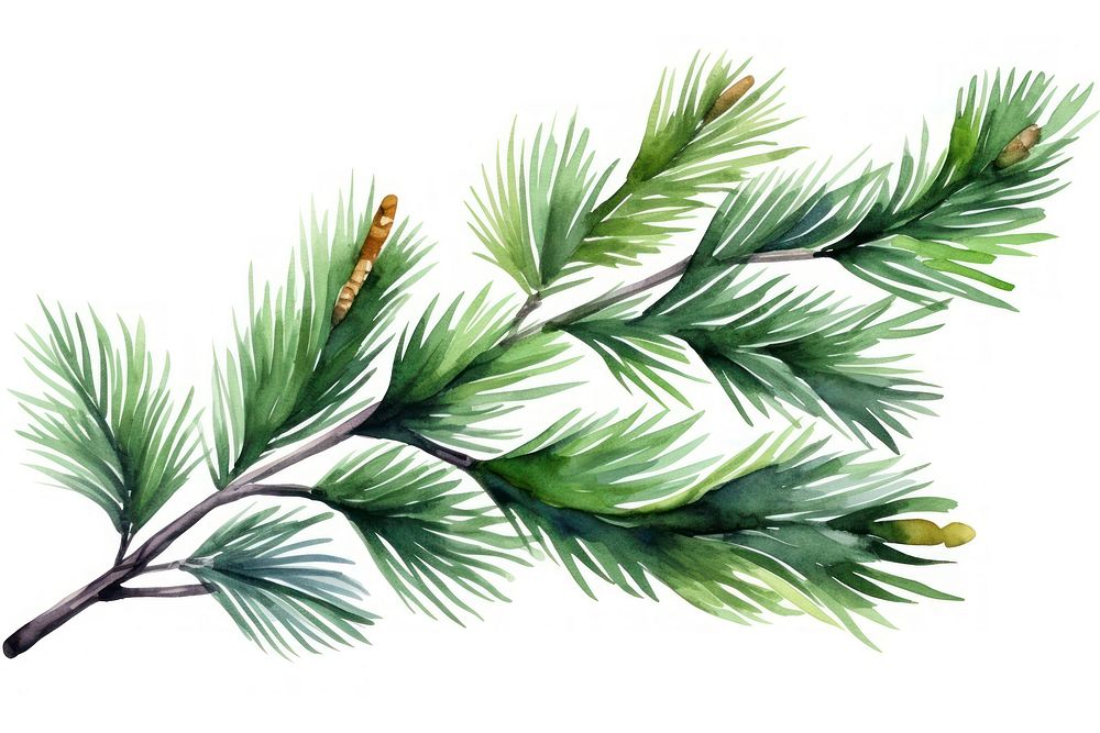 Pine branch tree pine plant. | Free Photo Illustration - rawpixel