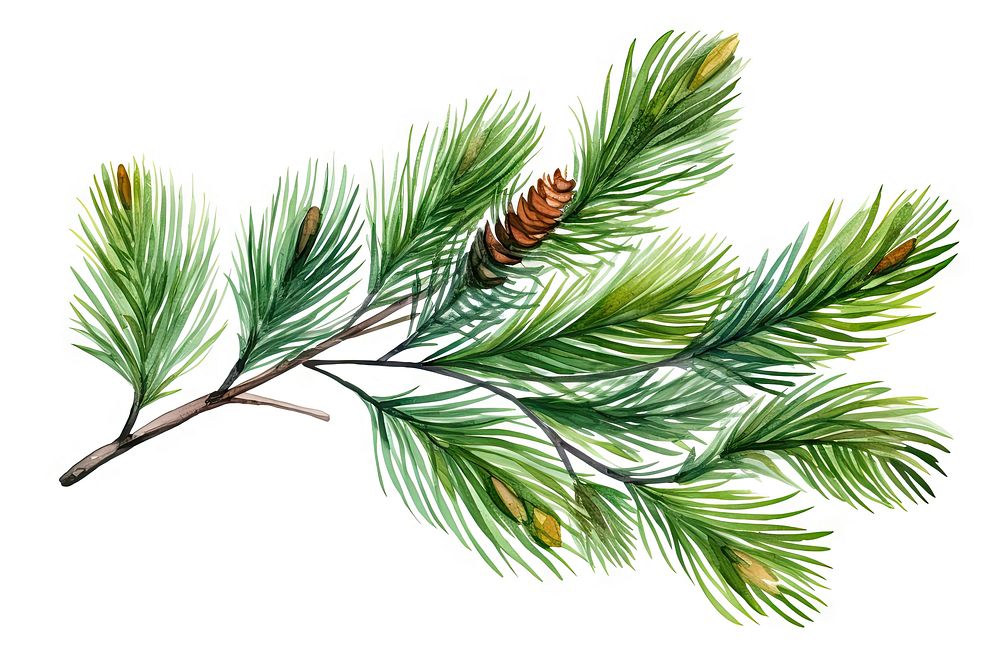 Pine branch pine tree plant. AI generated Image by rawpixel.