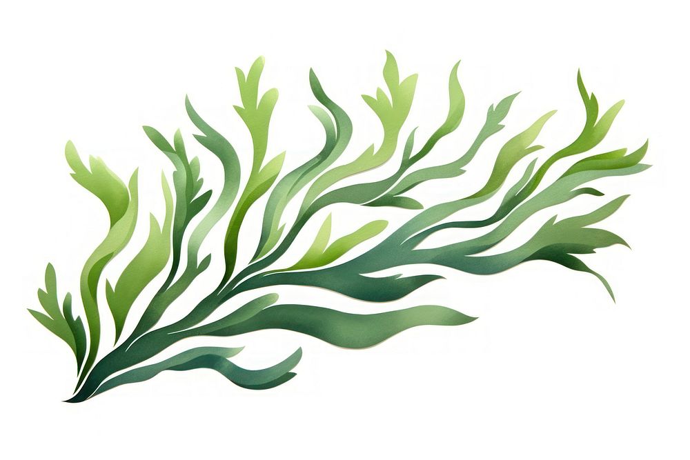 Seaweed plant herbs white background. AI generated Image by rawpixel.