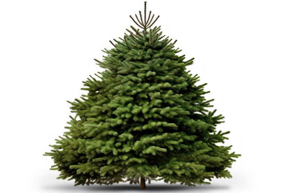 Christmas tree christmas plant pine. AI generated Image by rawpixel.