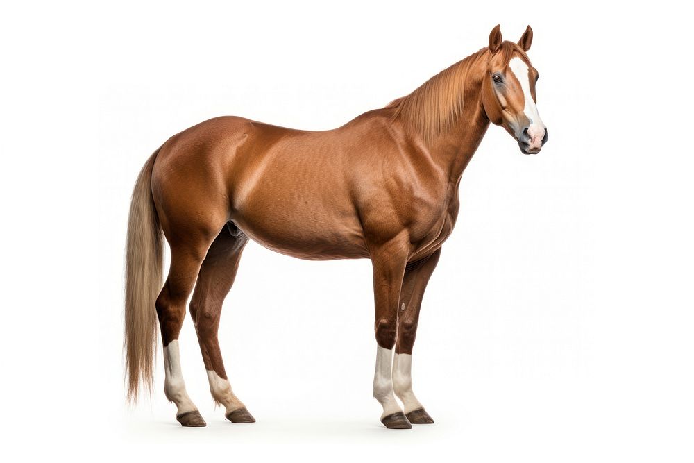 American quarter horse stallion mammal animal. AI generated Image by rawpixel.