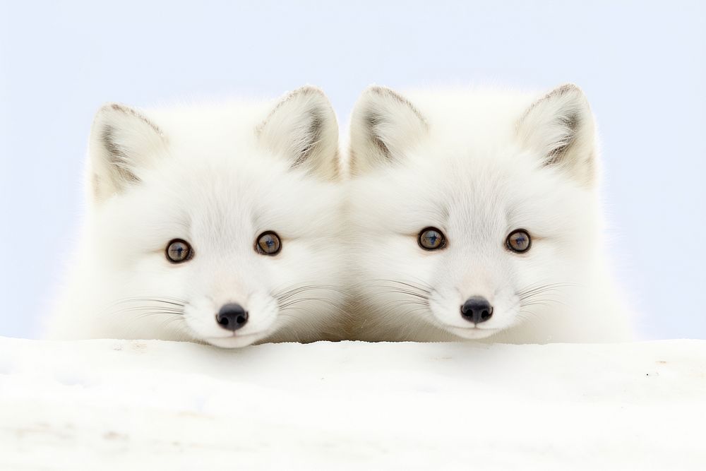 Two Arctic Foxs fox wildlife animal. AI generated Image by rawpixel.