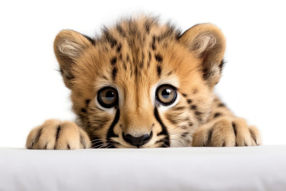 Cheetah tiger wildlife leopard animal. AI generated Image by rawpixel.