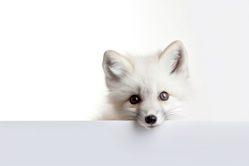 Marble Fox fox peeking mammal. AI generated Image by rawpixel.