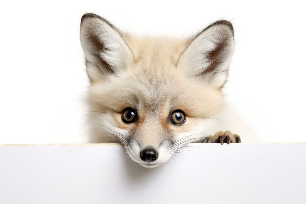 Marble Fox fox wildlife peeking. AI generated Image by rawpixel.