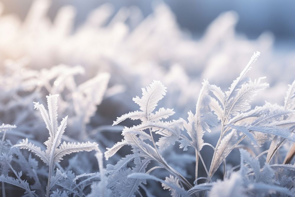 Frosty nature outdoors plant snow. AI generated Image by rawpixel.