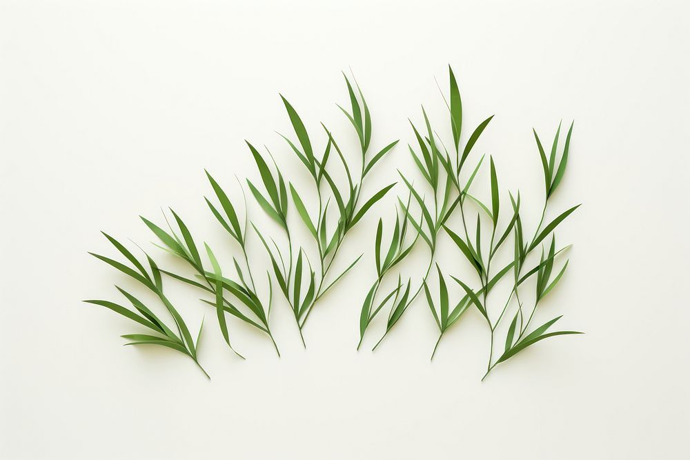 Grass plant herbs leaf. AI generated Image by rawpixel.