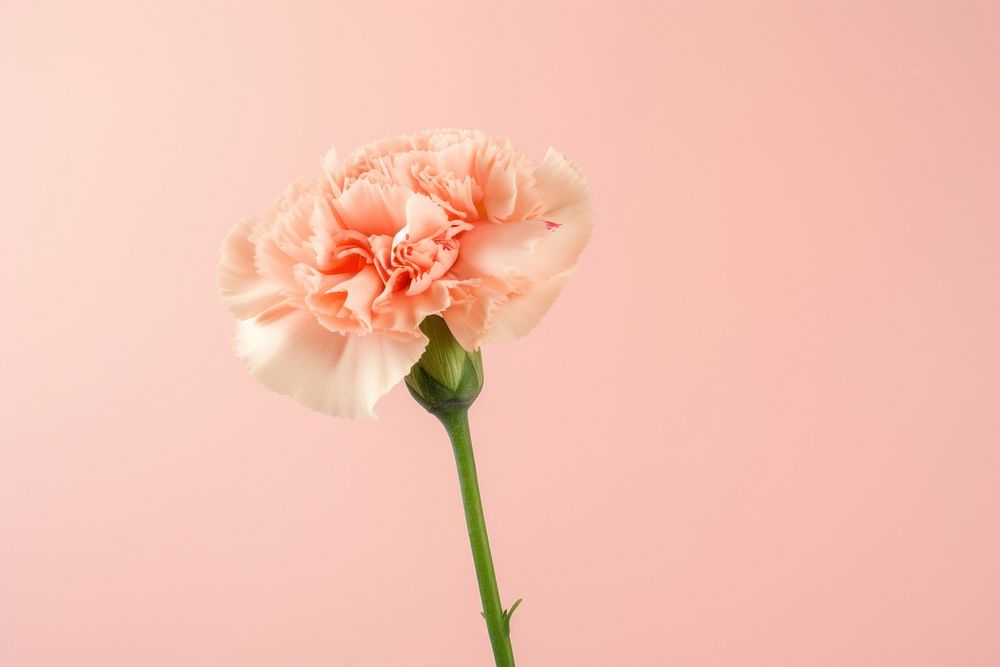Carnation flower plant rose inflorescence. AI generated Image by rawpixel.