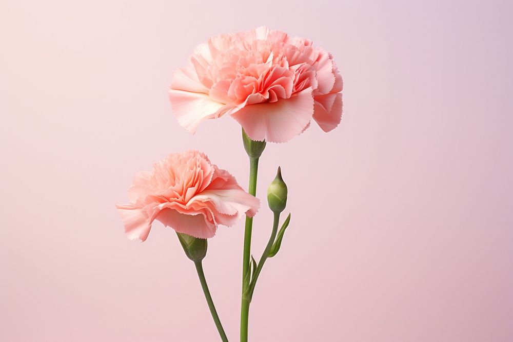 Flower carnation plant rose. AI generated Image by rawpixel.