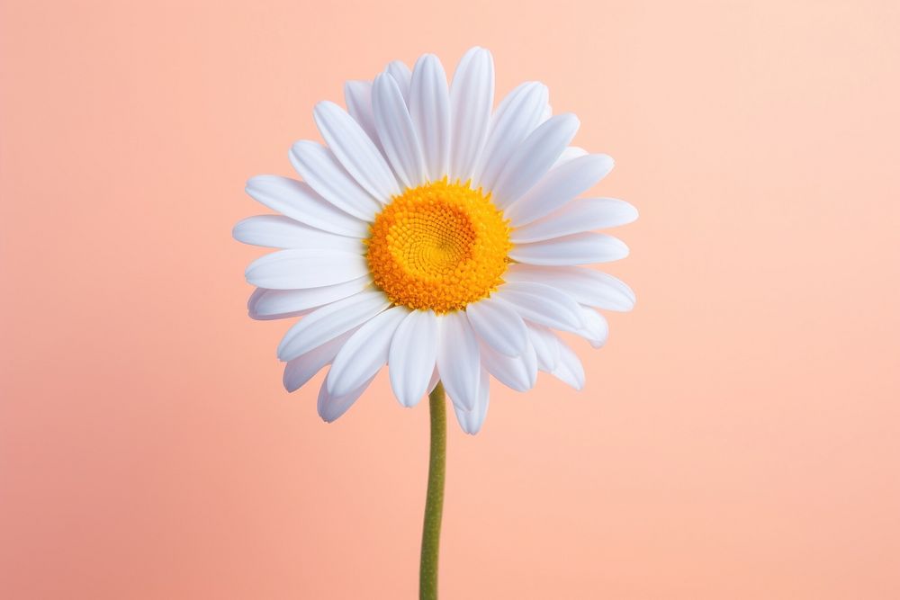 Daisy flower plant inflorescence asteraceae. AI generated Image by rawpixel.