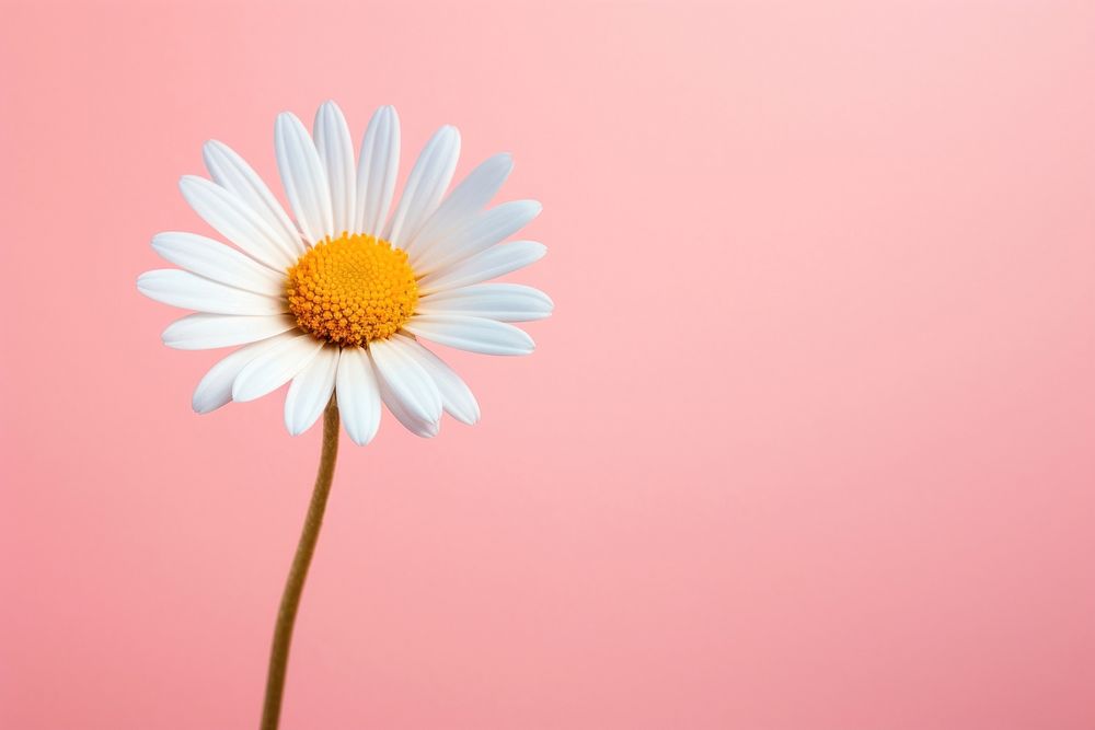 Daisy flower blossom petal plant. AI generated Image by rawpixel.