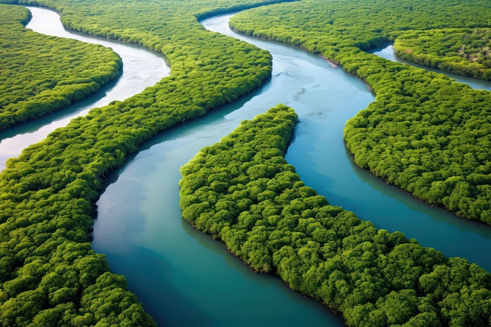 Mangrove forest vegetation outdoors nature. AI generated Image by rawpixel.