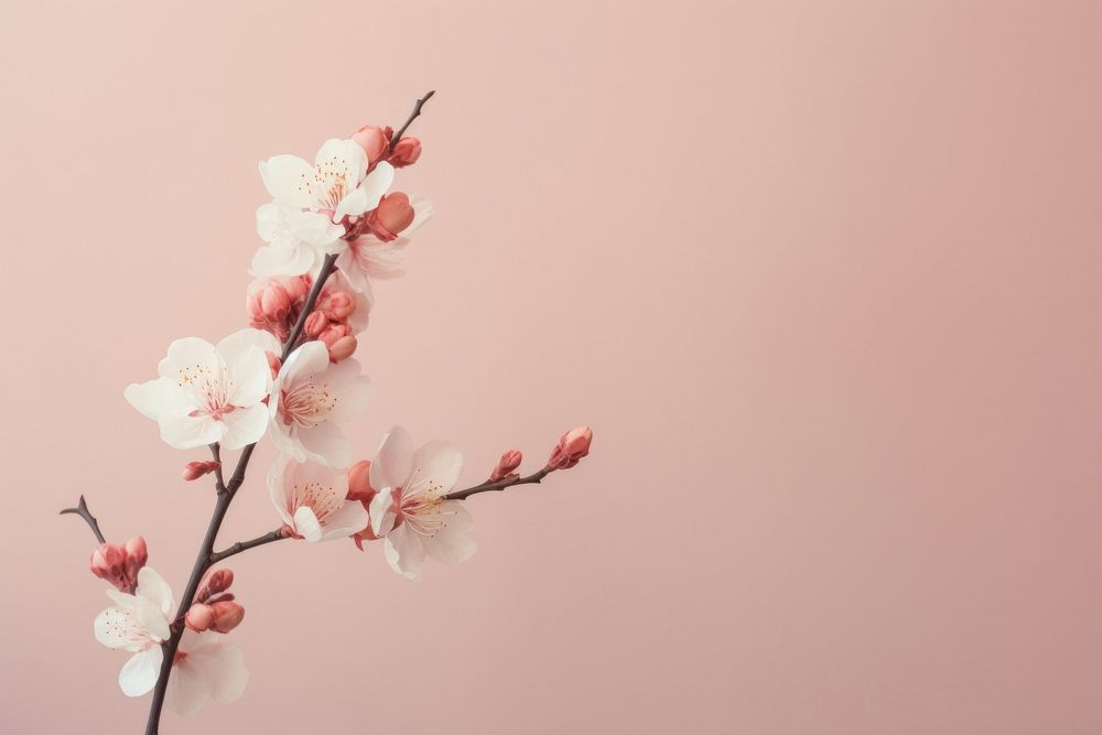 Chinese new year flower blossom petal. AI generated Image by rawpixel.