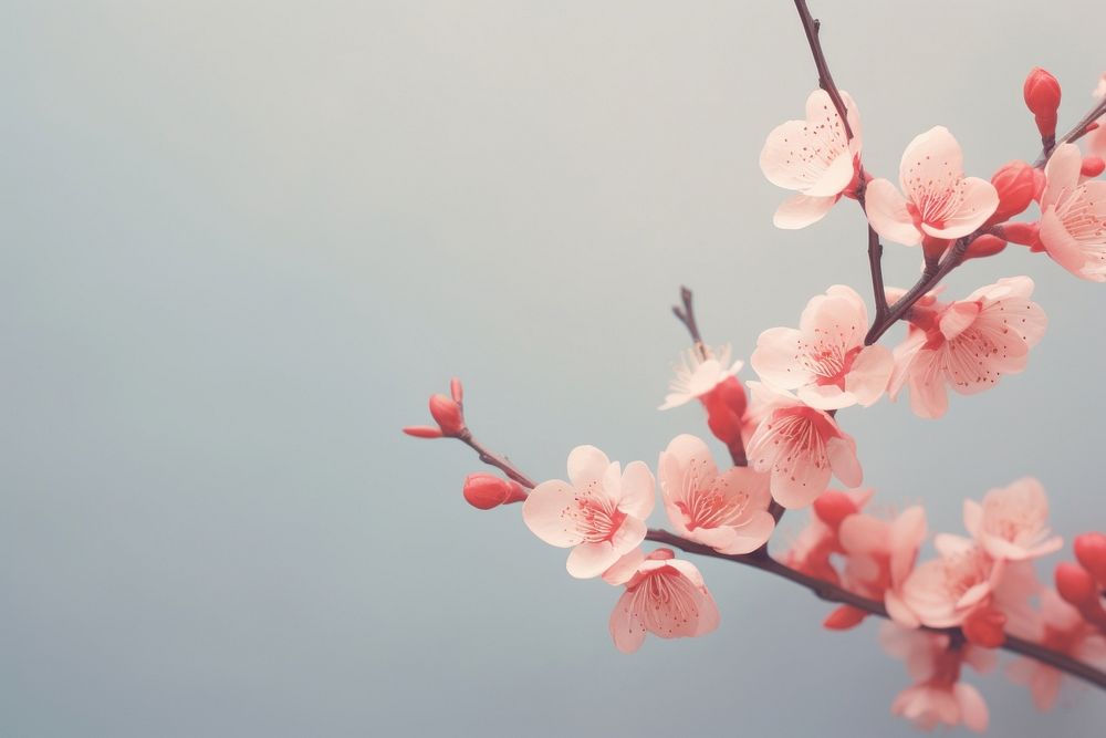 Chinese new year flower outdoors blossom. AI generated Image by rawpixel.