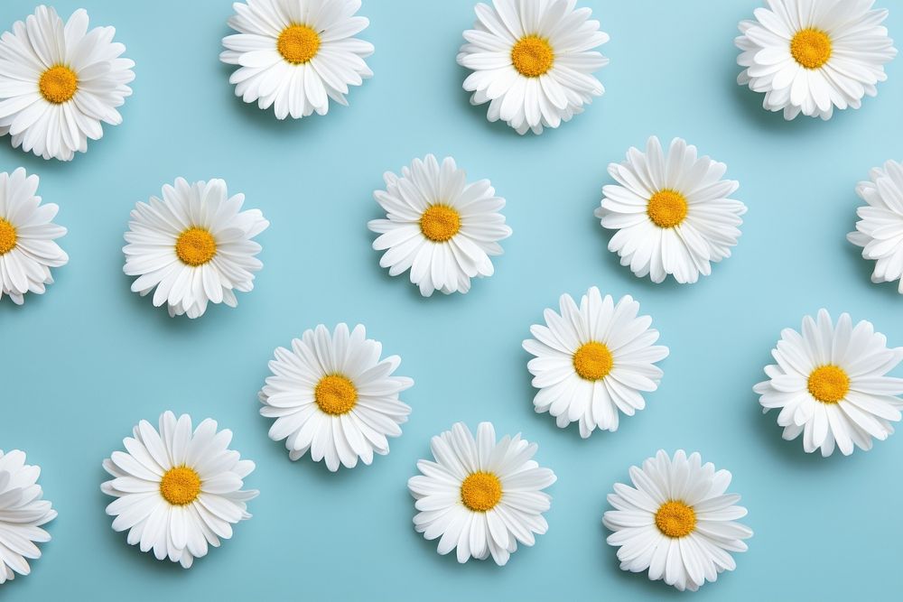 White daisy flowers backgrounds petal plant. AI generated Image by rawpixel.