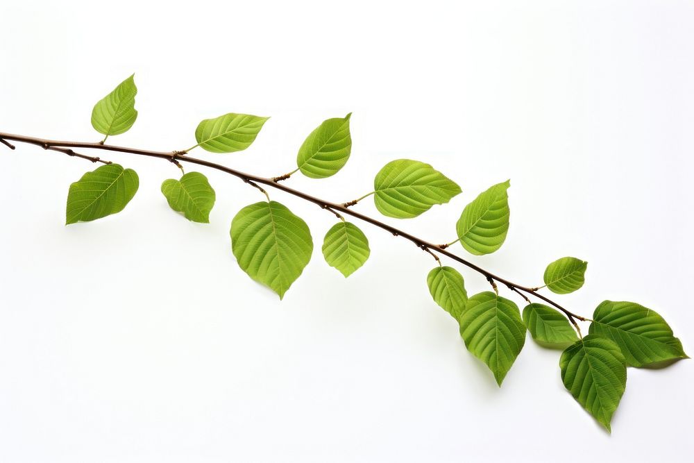 Beech leaves tree branch plant. 