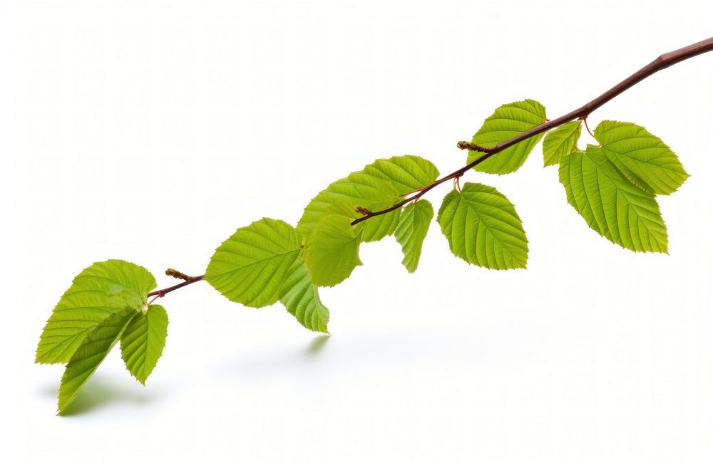 Beech leaves tree branch plant. AI generated Image by rawpixel.