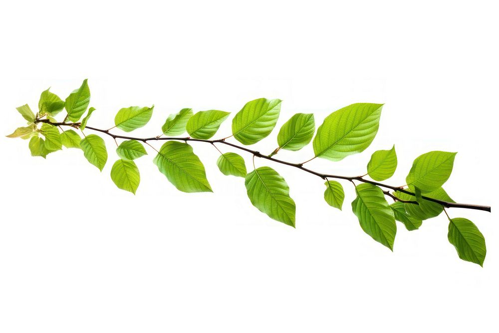 Beech leaves tree branch plant. AI generated Image by rawpixel.