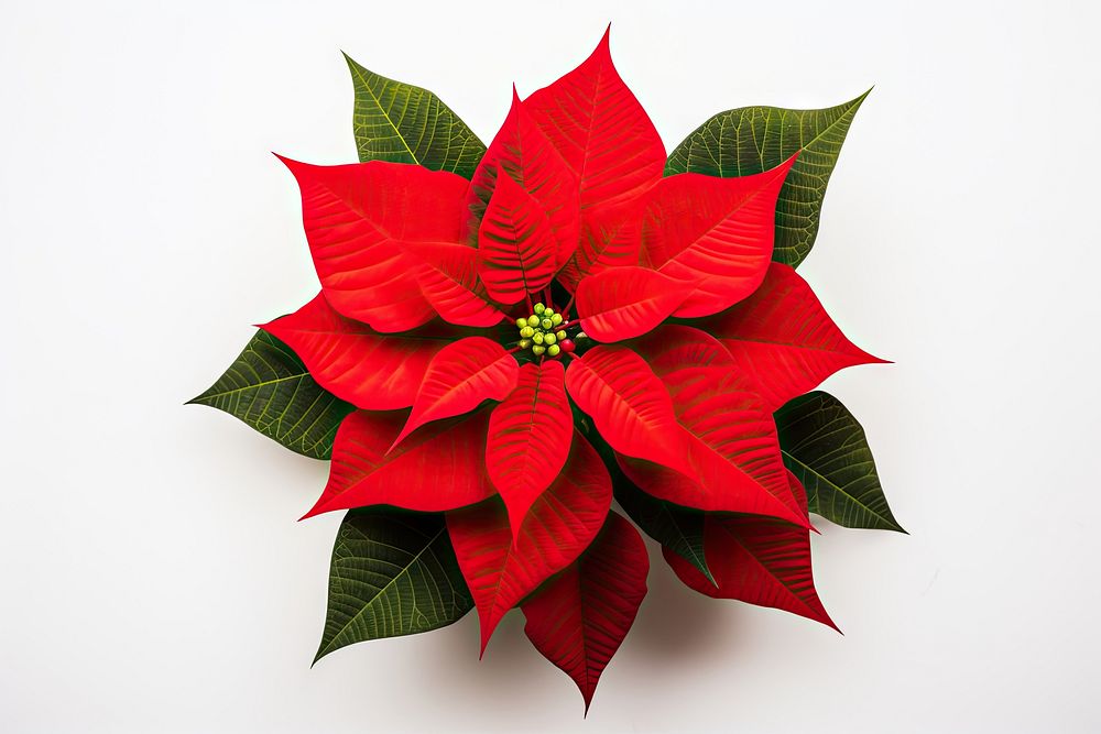 Christmas flower christmas plant petal. AI generated Image by rawpixel.
