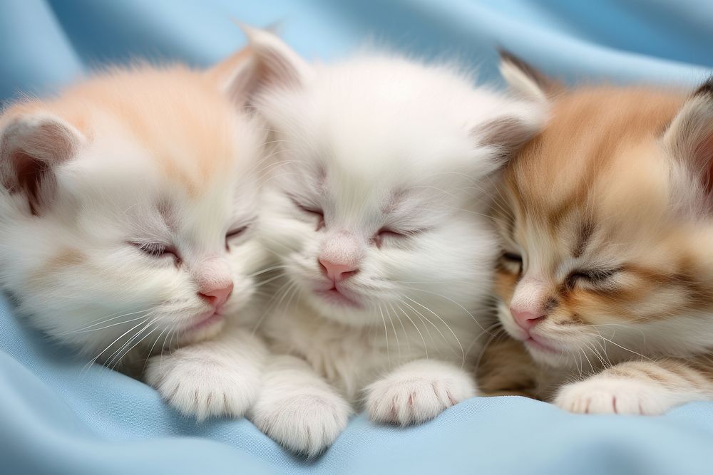 Five kittens cuddling animal mammal pet. AI generated Image by rawpixel.