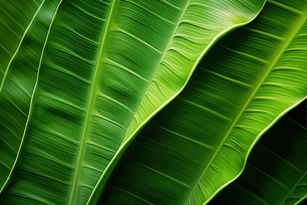 Tropical leaf texture plant green macro photography. AI generated Image by rawpixel.