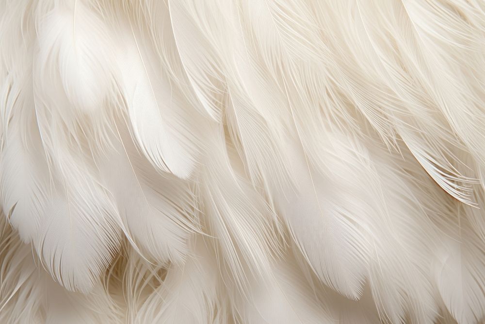 White feather texture animal bird fur. AI generated Image by rawpixel.