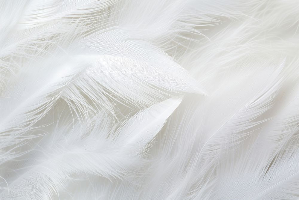 White feather texture bird lightweight backgrounds. AI generated Image by rawpixel.