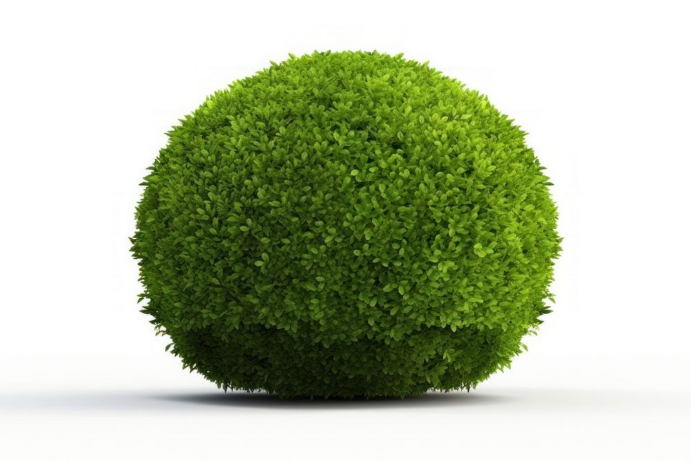 PNG Plant hedge tree vegetation. AI generated Image by rawpixel.