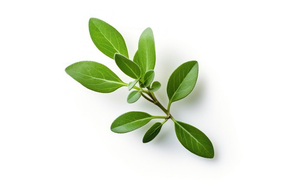 Thyme leaf plant herbs. AI generated Image by rawpixel.