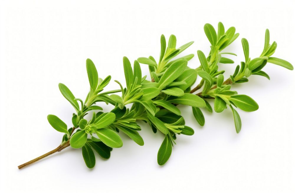Thyme leaf plant herbs. 