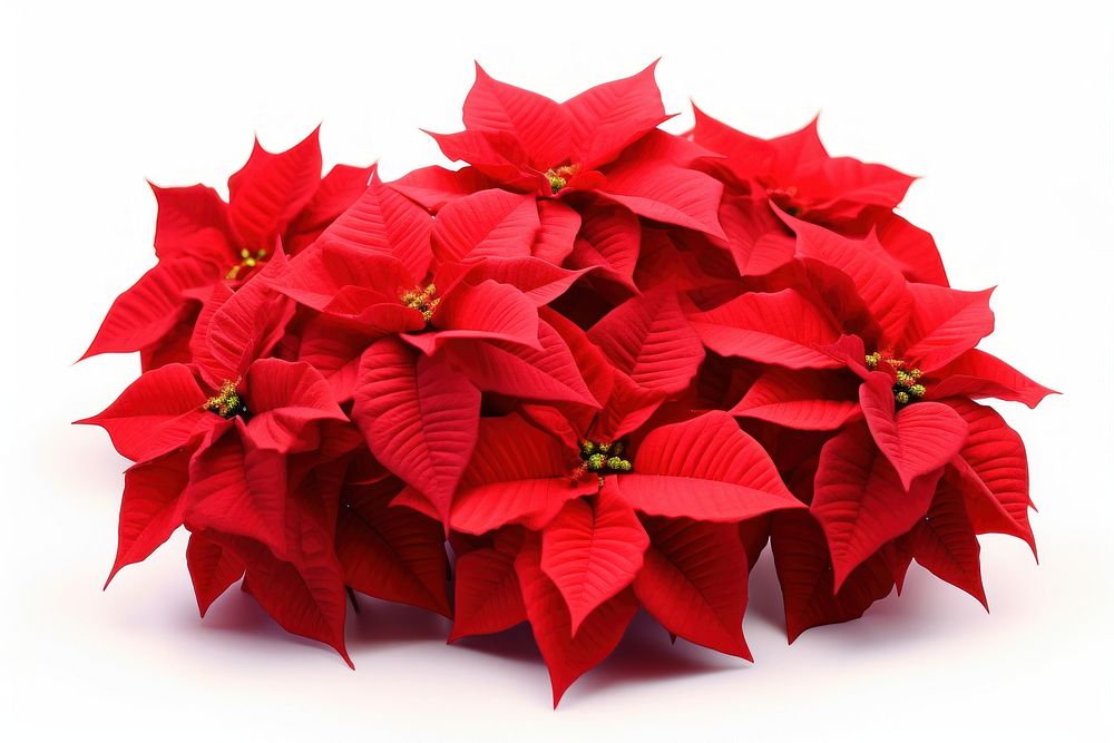 Christmas flower plant petal. AI generated Image by rawpixel.