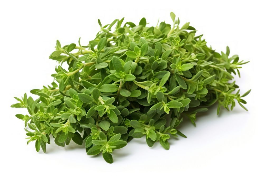 Thyme herbs plant leaf. AI generated Image by rawpixel.